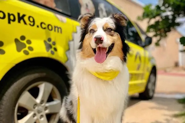 Smiling Australian Shepherd in front of a Tip Top K9 yellow van — calm public-access composure