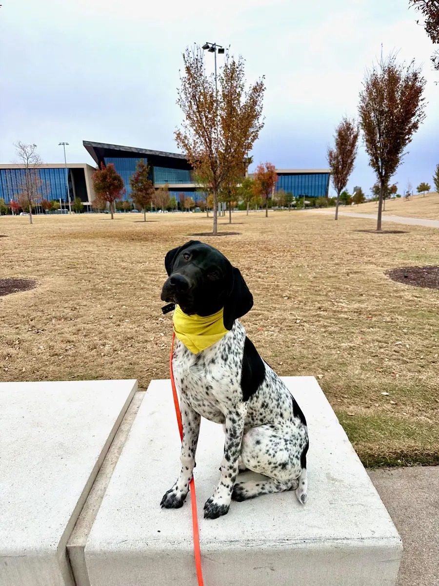 German Shorthaired Pointer holding a perfect sit-stay on a concrete block during obedience work