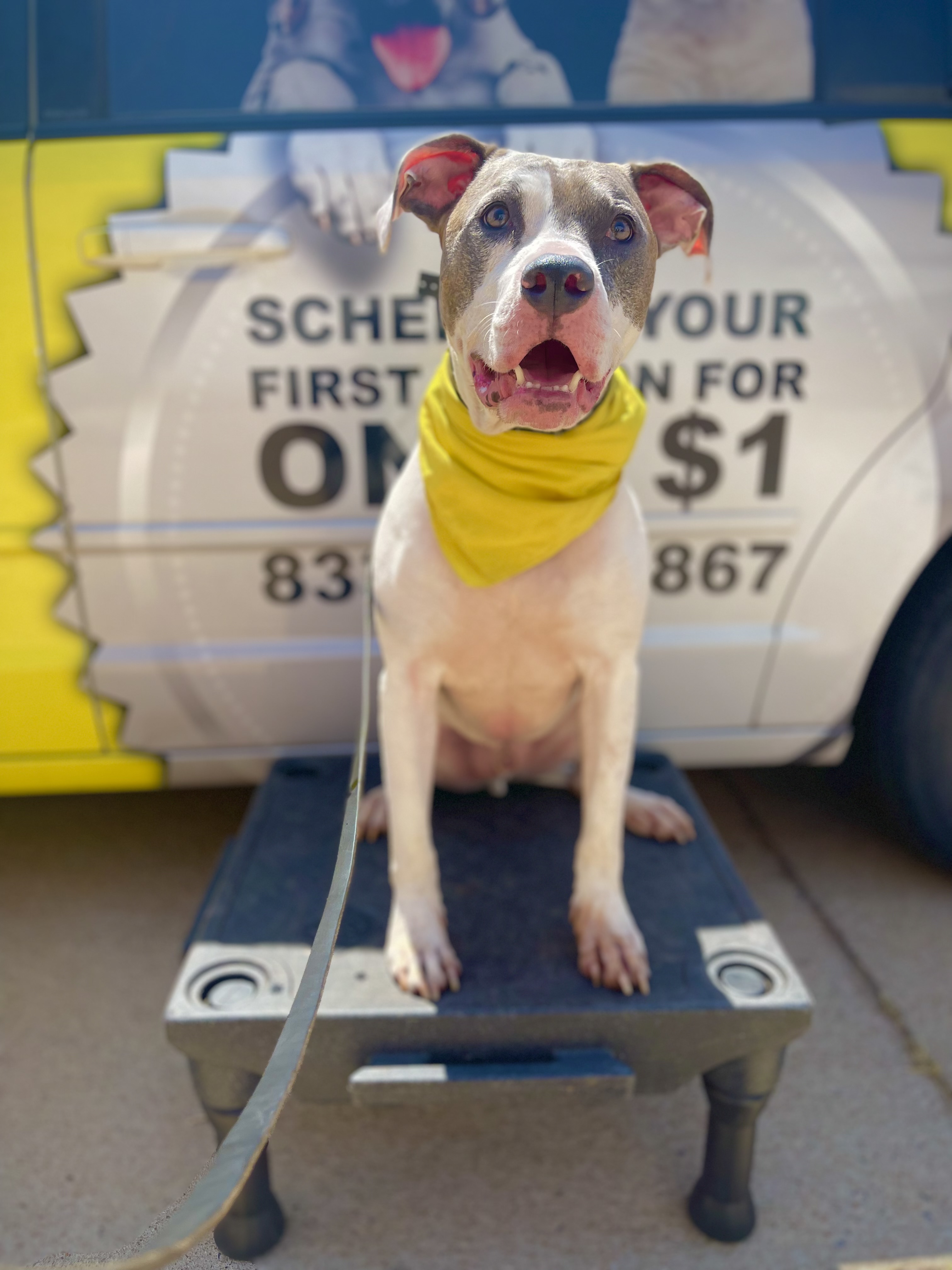Blue Nose Pit Bull holding a calm sit on a Tip Top K9 training platform. Board & Train at work.