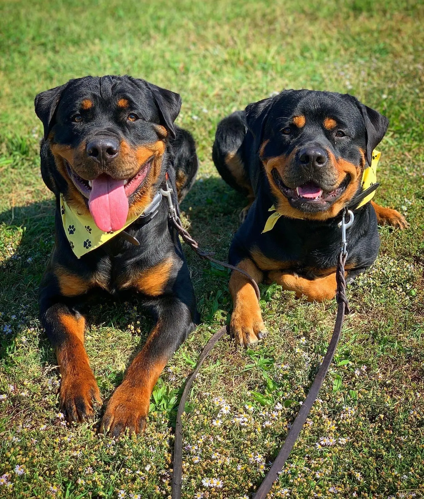 Two Tip Top K9 Rottweilers laying calmly side-by-side in the grass, both wearing yellow TTK9 bandanas — real-world obedience in a group setting