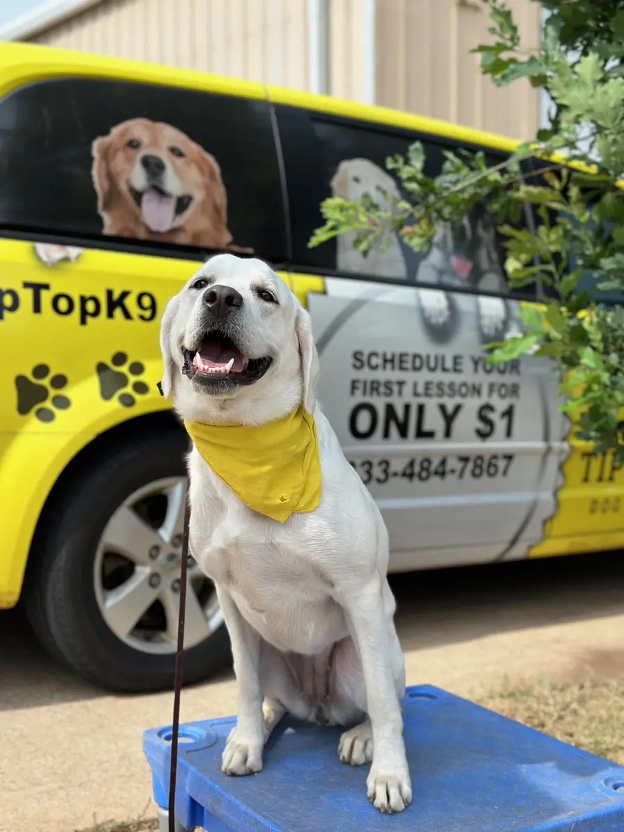 Yellow Lab sitting calmly on a platform in front of a Tip Top K9 van, ready for Board & Train