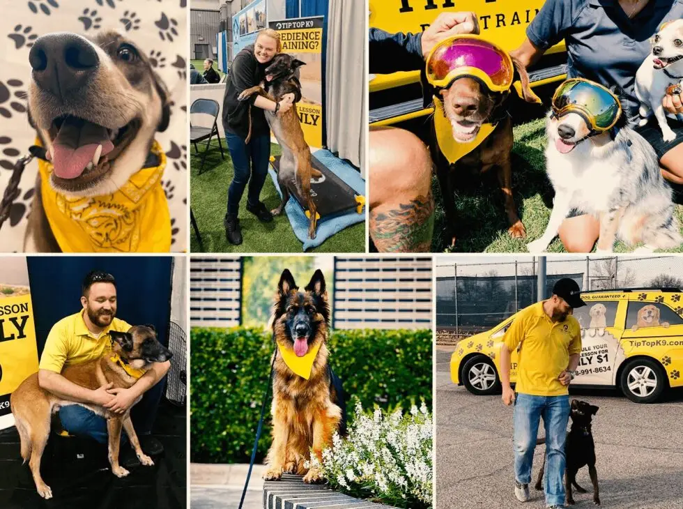 Tip Top K9 Tulsa Board & Train collage. Your dog lives with us, comes home transformed.
